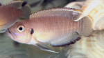 'L.' brevis 'Lamprologus' brevis