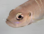 'L.' brevis de Livua, portrait par Patrick Tawil. 'Lamprologus' brevis