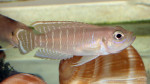 'L.' brevis 'Lamprologus' brevis