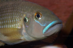 'L'. callipterus