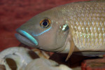 'L'. callipterus