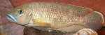 'L'. callipterus