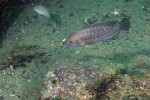 'L'. callipterus