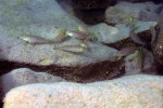 'L'. callipterus