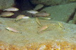 'L'. callipterus