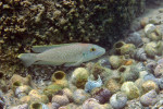 'L'. callipterus