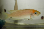 'Lamprologus' calliurus 2 'L'. calliurus