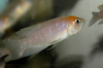 'L'. calliurus - mâle en aquarium. 'L'. calliurus