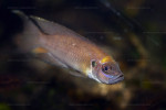 'L'. calliurus - mâle en aquarium. 'L'. calliurus