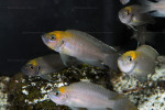'L.' calliurus en aquarium à ABYSSE. 'L.' calliurus