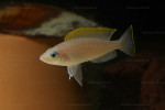 N. caudopunctatus