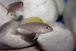 Neolamprologus caudopunctatus