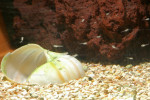 N. caudopunctatus