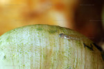 N. caudopunctatus