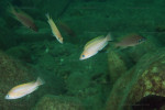 N. caudopunctatus