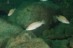 N. caudopunctatus
