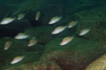 N. caudopunctatus