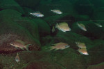 N. caudopunctatus