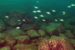 N. caudopunctatus