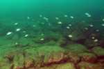 N. caudopunctatus