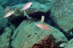 N. caudopunctatus
