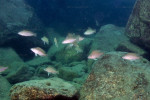 N. caudopunctatus