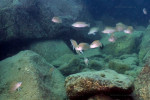 N. caudopunctatus