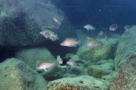 N. caudopunctatus