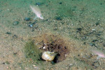 N. caudopunctatus