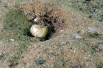 N. caudopunctatus