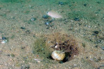N. caudopunctatus