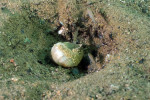 N. caudopunctatus