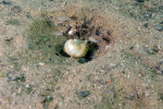 N. caudopunctatus