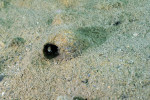 N. caudopunctatus