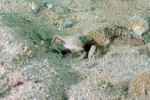 N. caudopunctatus