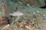 N. caudopunctatus