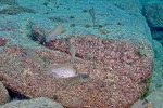 N. caudopunctatus