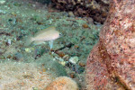 N. caudopunctatus