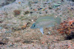 N. sp. aff. caudopunctatus