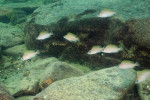 N. caudopunctatus