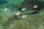N. caudopunctatus