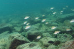 N. caudopunctatus