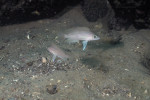 N. caudopunctatus
