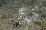 N. caudopunctatus