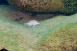 N. caudopunctatus