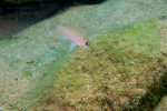 N. caudopunctatus