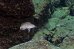 N. caudopunctatus