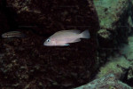N. caudopunctatus