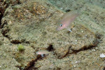 N. caudopunctatus