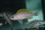 N. caudopunctatus
